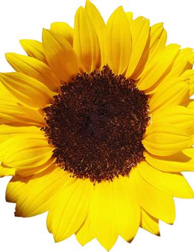 Anchoring positive feelings